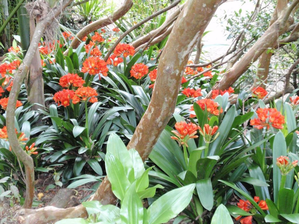 Wharepuke Subtropical Accommodation Kerikeri Bagian luar foto