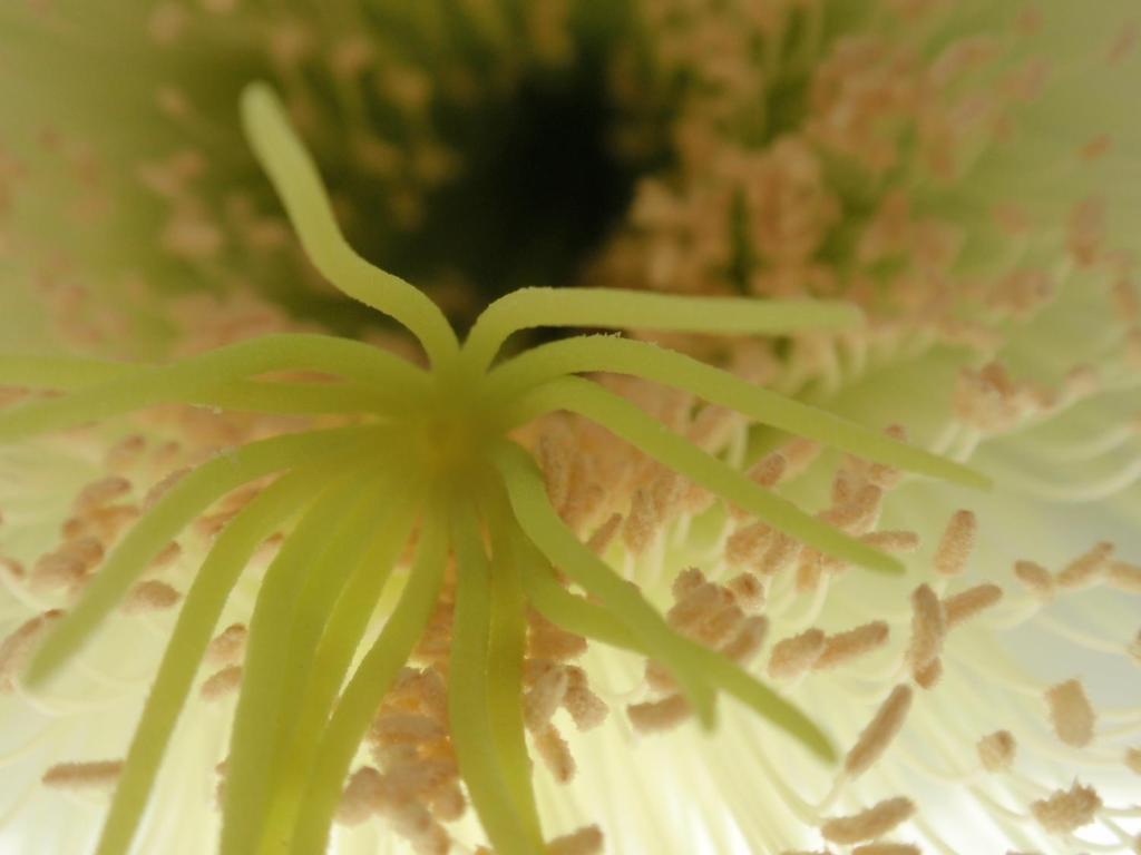Wharepuke Subtropical Accommodation Kerikeri Bagian luar foto