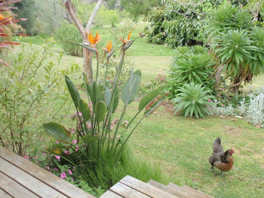 Wharepuke Subtropical Accommodation Kerikeri Ruang foto